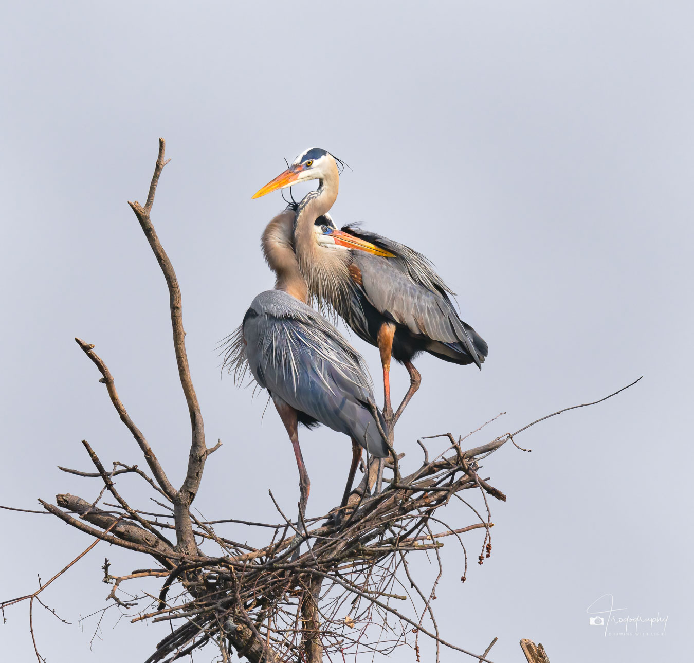 Great Blue Herons at their Nest