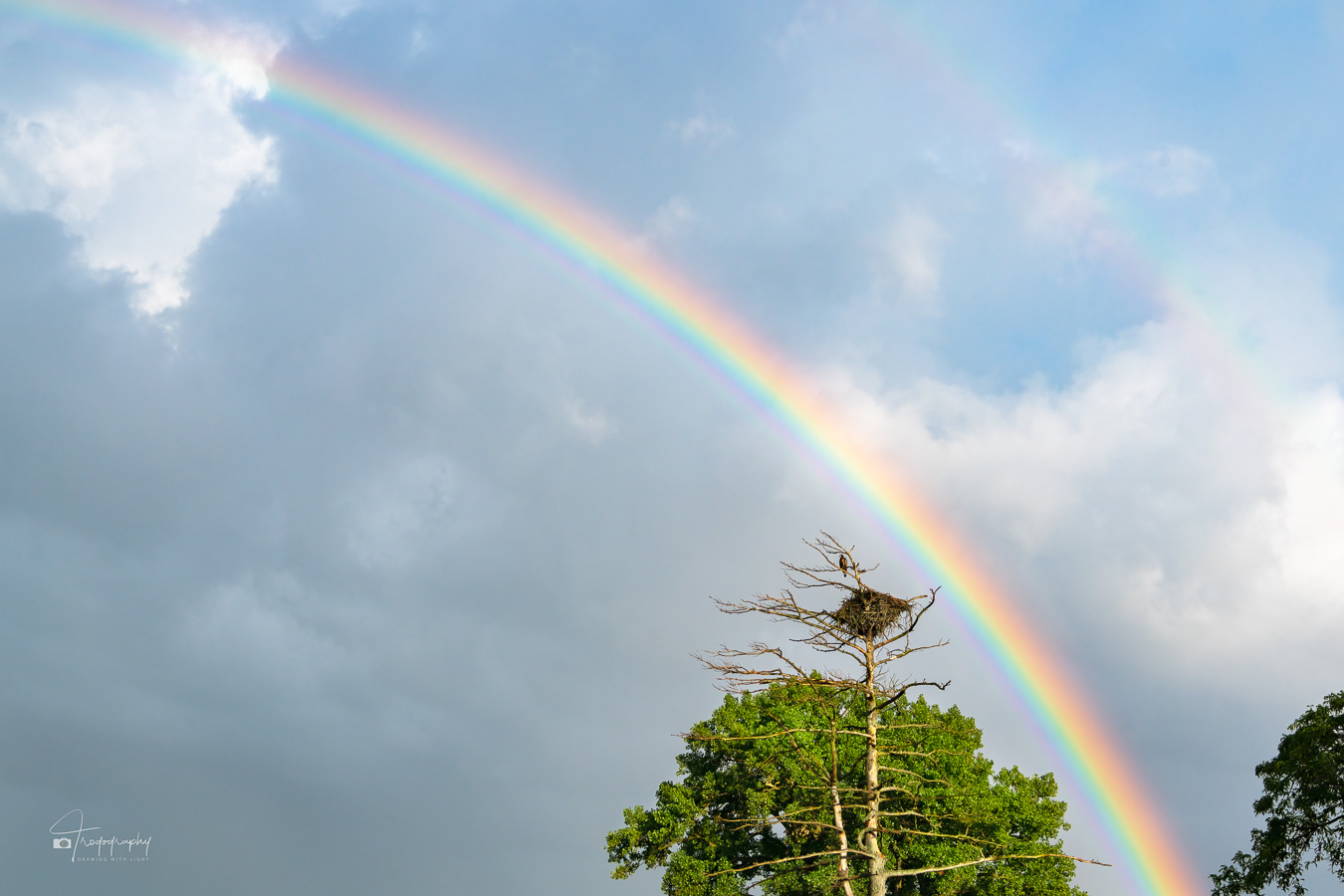 Trogography Gallery Northern Illinois-TW75321 Rainbow over an eagle's nest