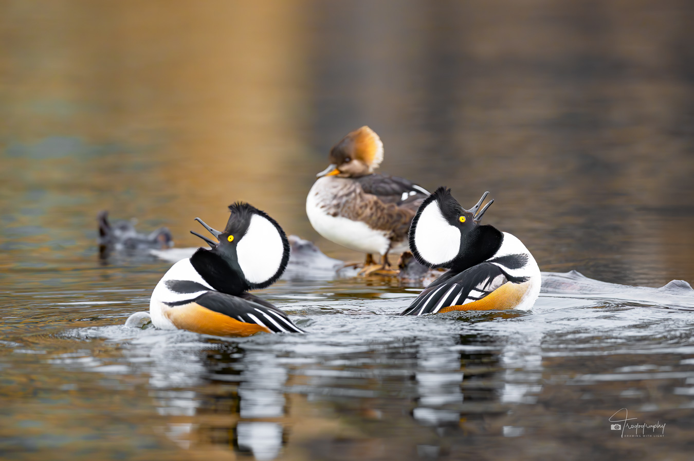 Hooded Mergansers courting a female