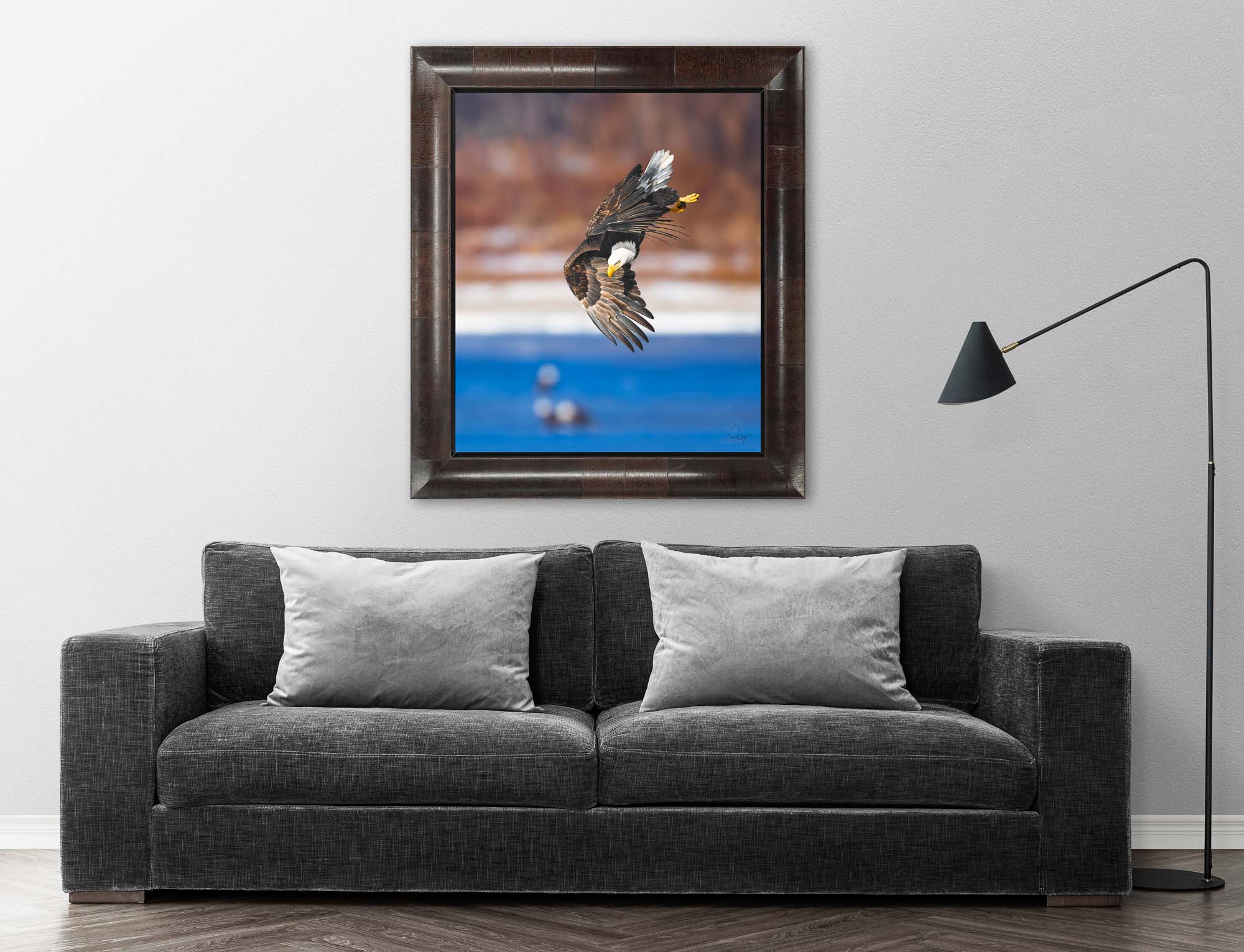 Bald Eagle in a precision dive over the Mississippi River
