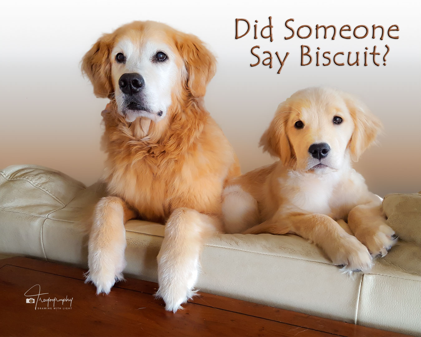 A Trog's Dogs Blog Post
