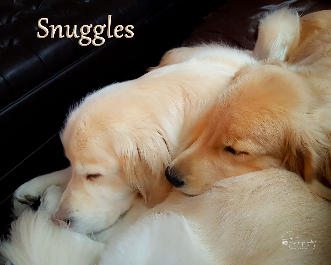 A Trog's Dogs Blog Post