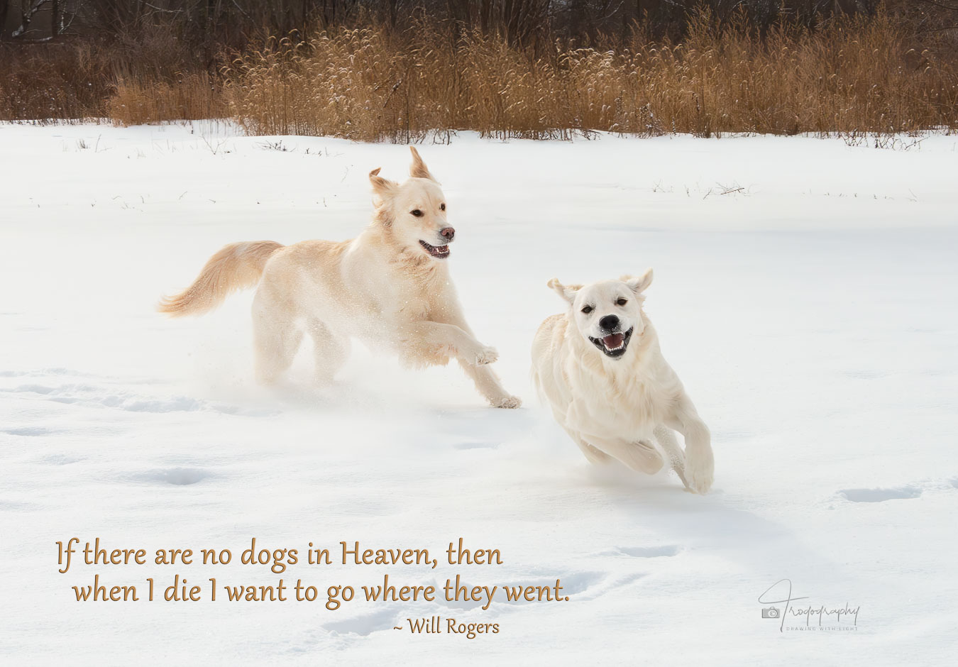 Two Goldens chasing each other in the snow