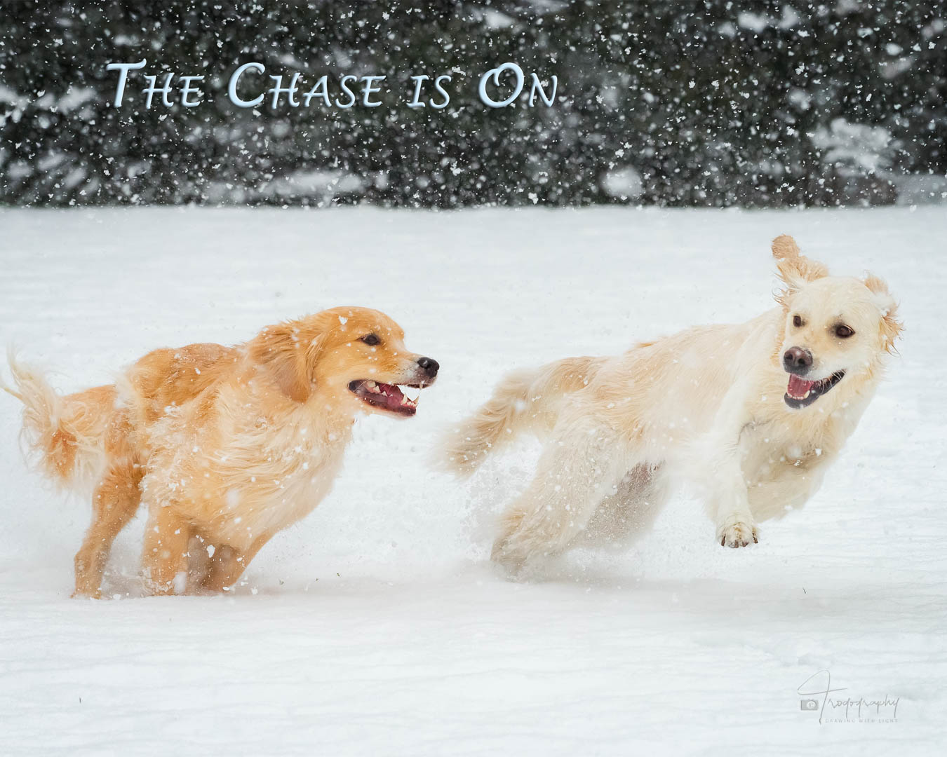 A Trog's Dogs Blog Post