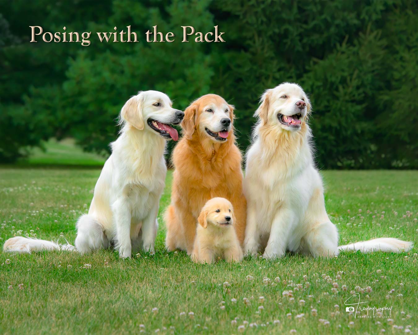 A Trog's Dogs Blog Post