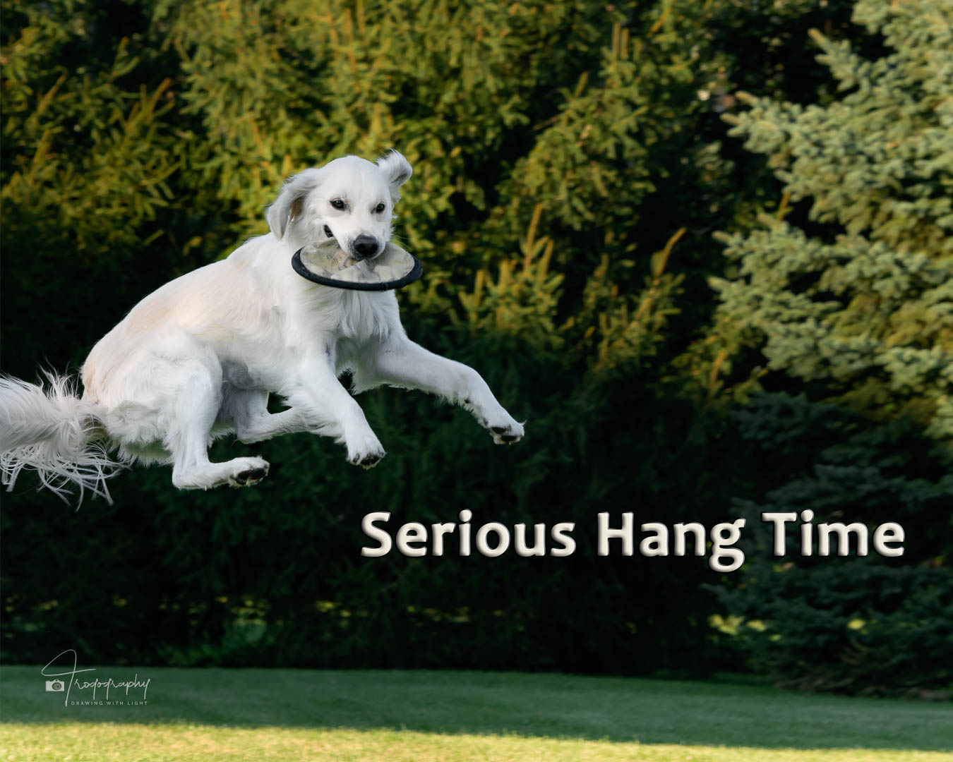 A Trog's Dogs Blog Post