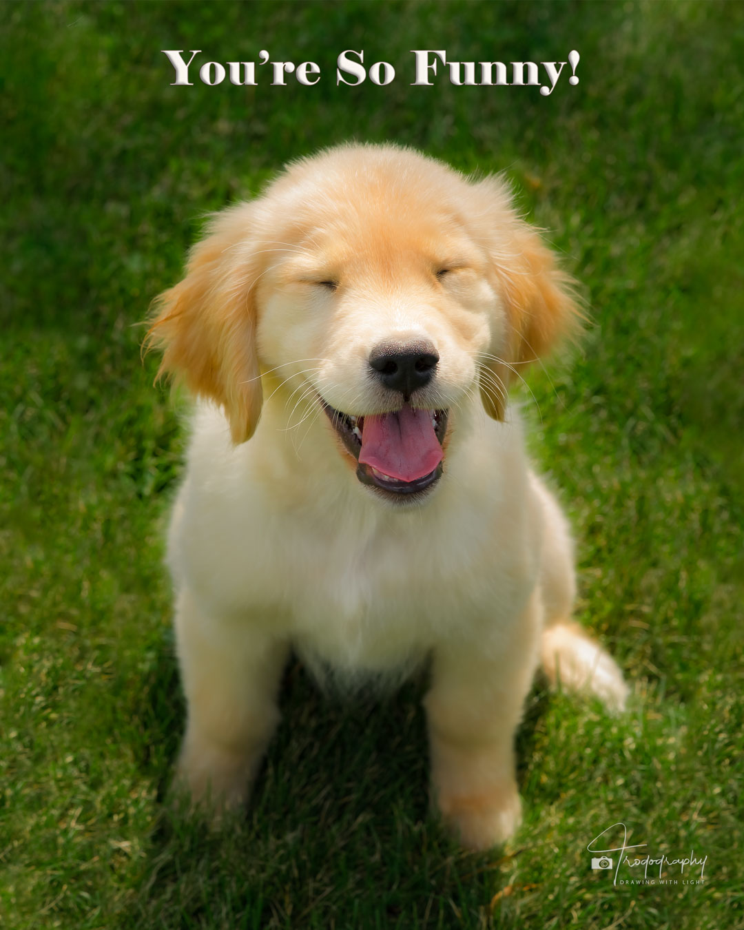 A Trog's Dogs Blog Post
