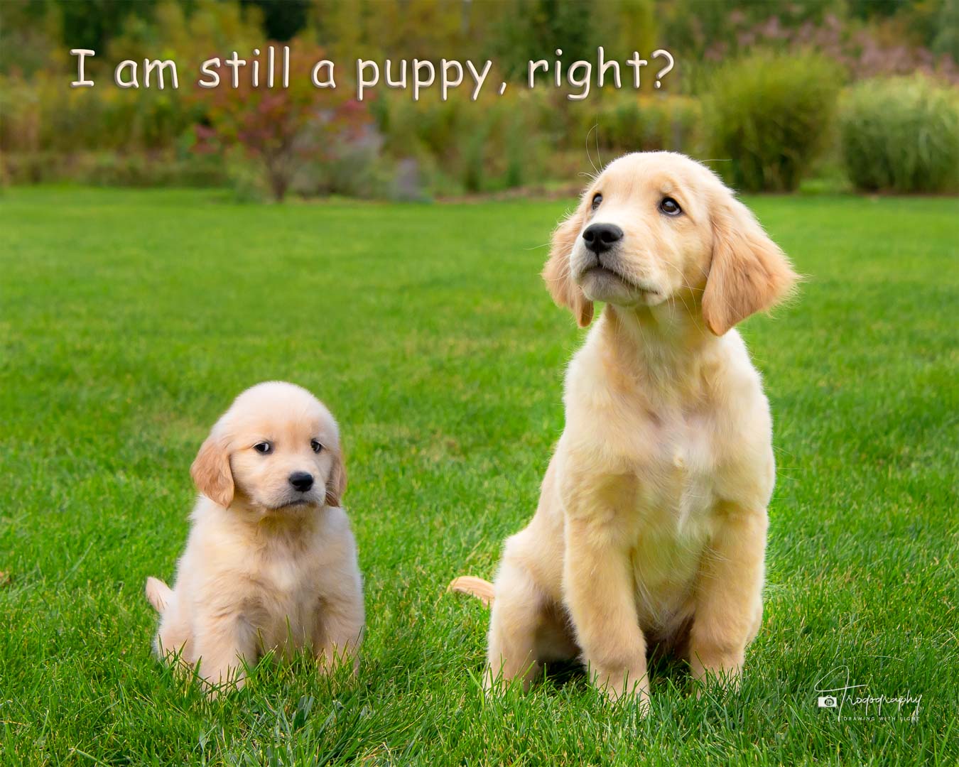A Trog's Dogs Blog Post