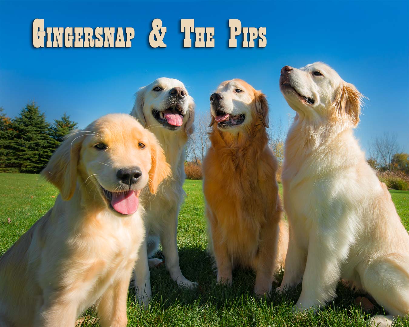 A Trog's Dogs Blog Post