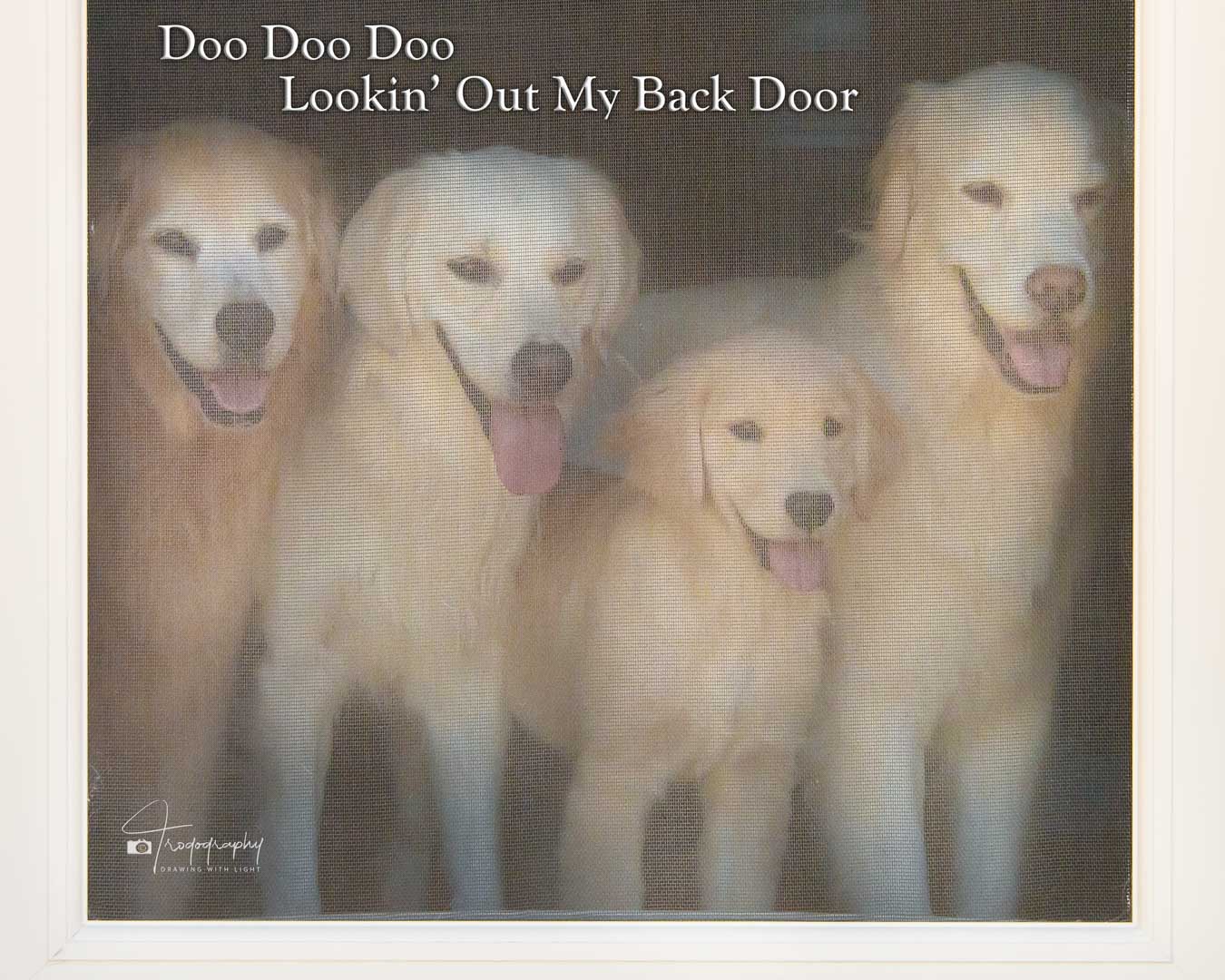 A Trog's Dogs Blog Post