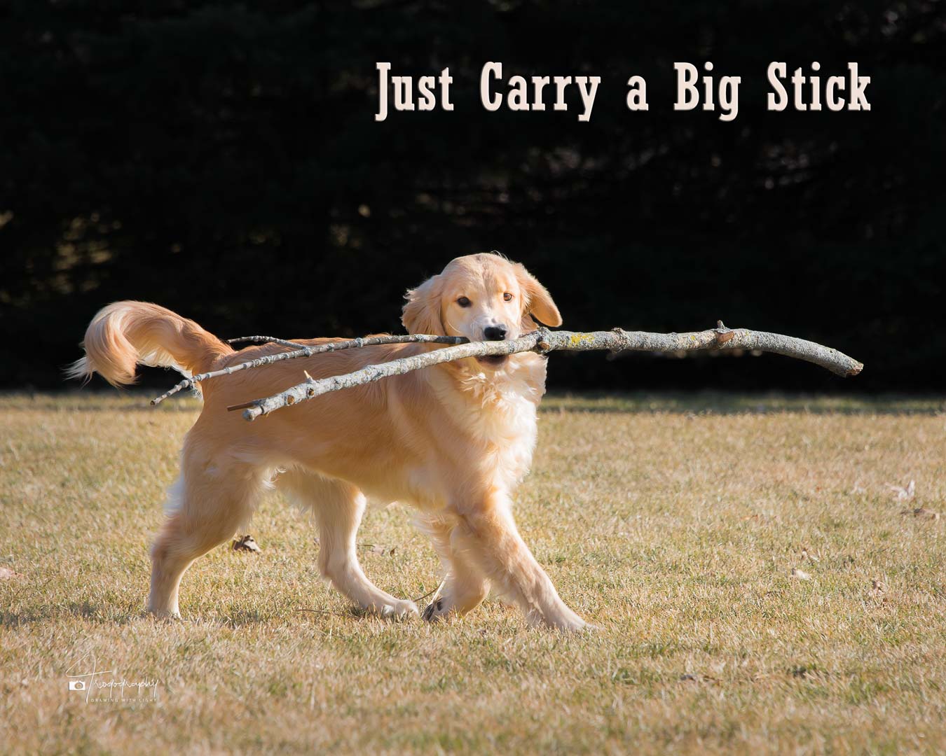 A Trog's Dogs Blog Post
