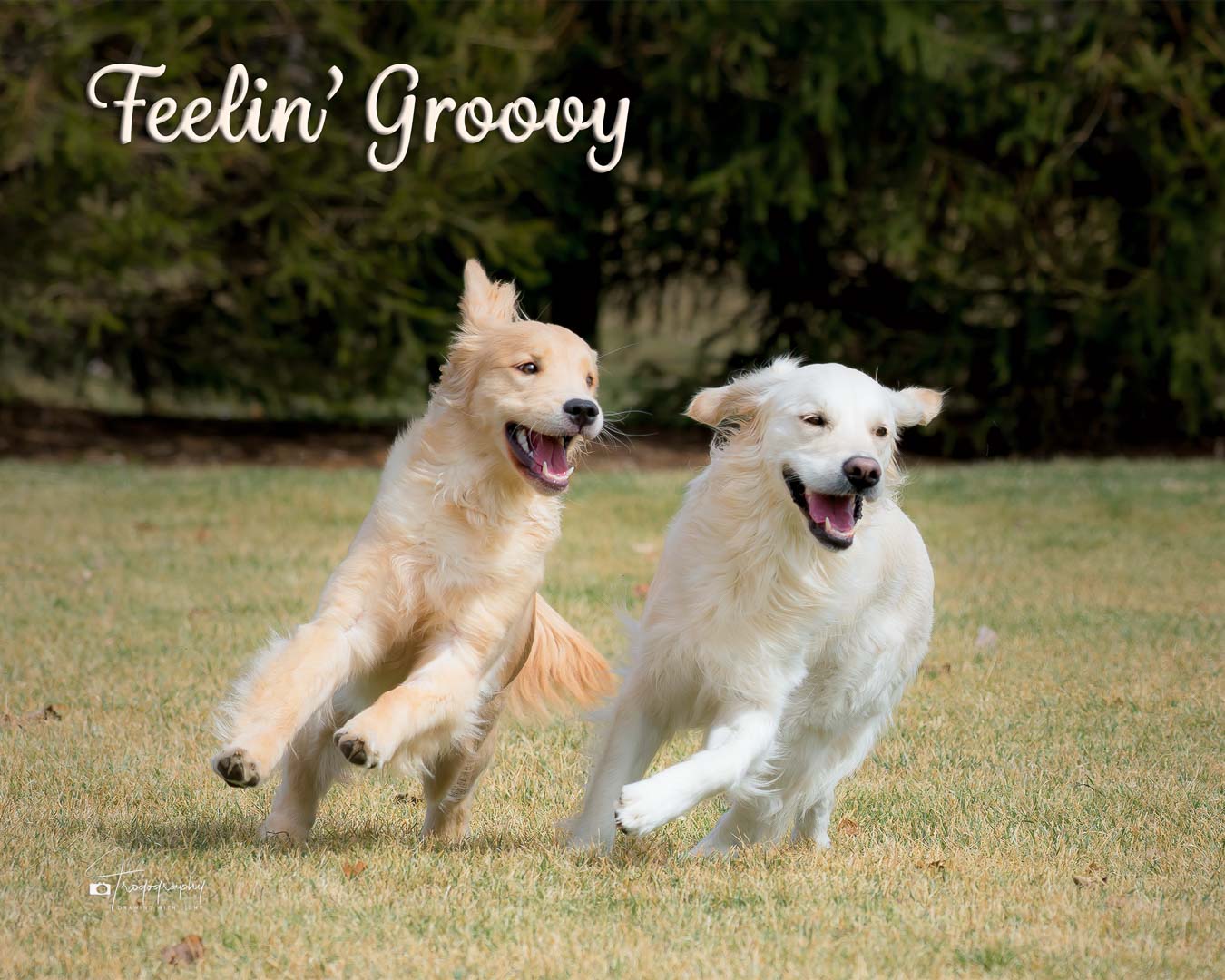 A Trog's Dogs Blog Post