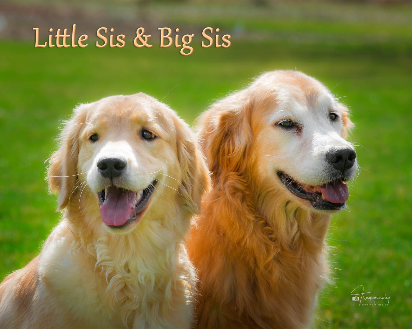 A Trog's Dogs Blog Post