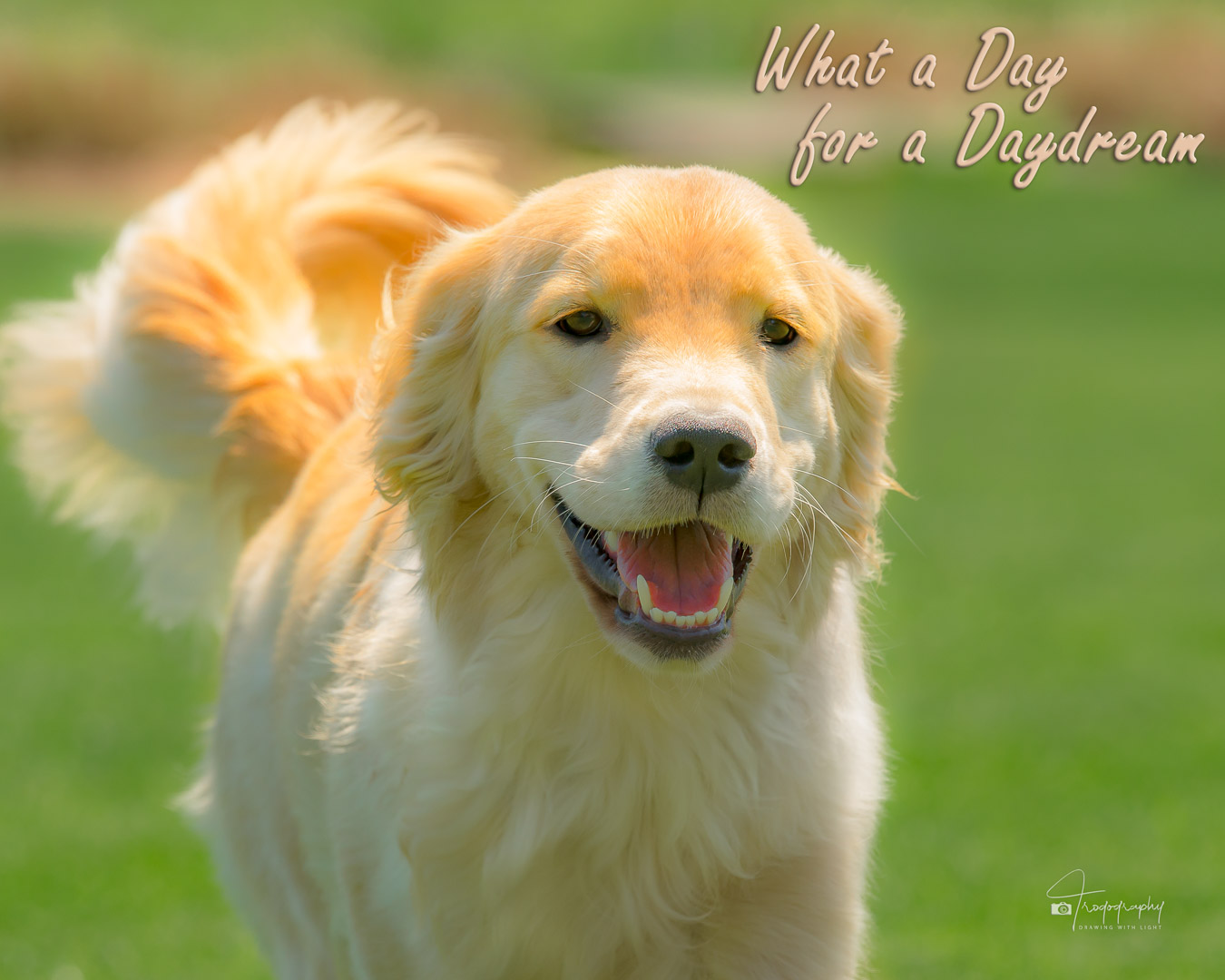A Trog's Dogs Blog Post