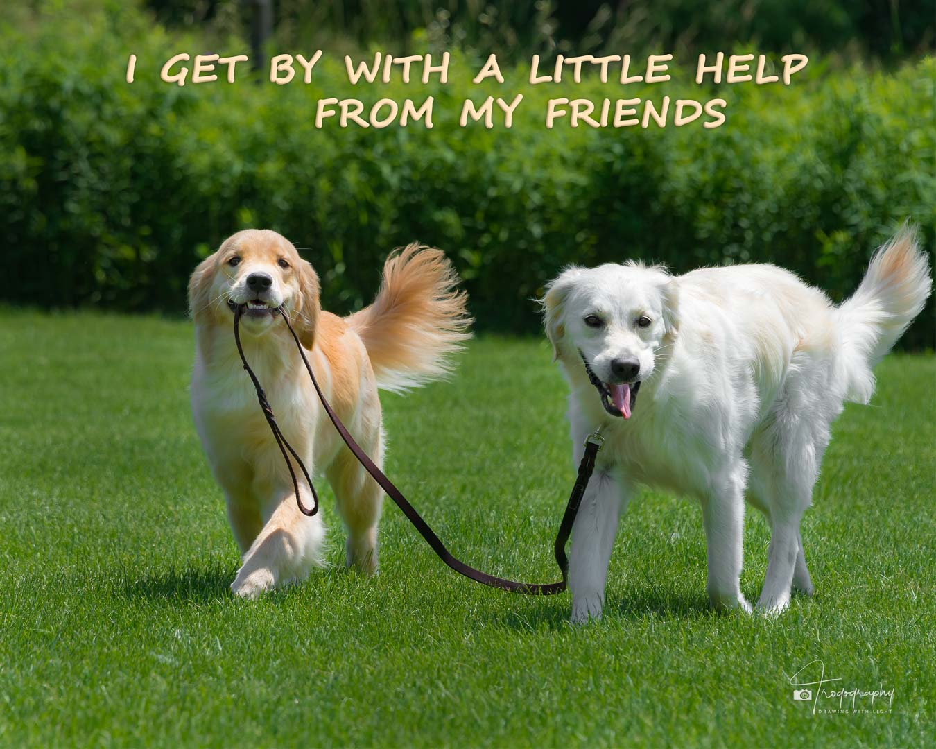 A Trog's Dogs Blog Post