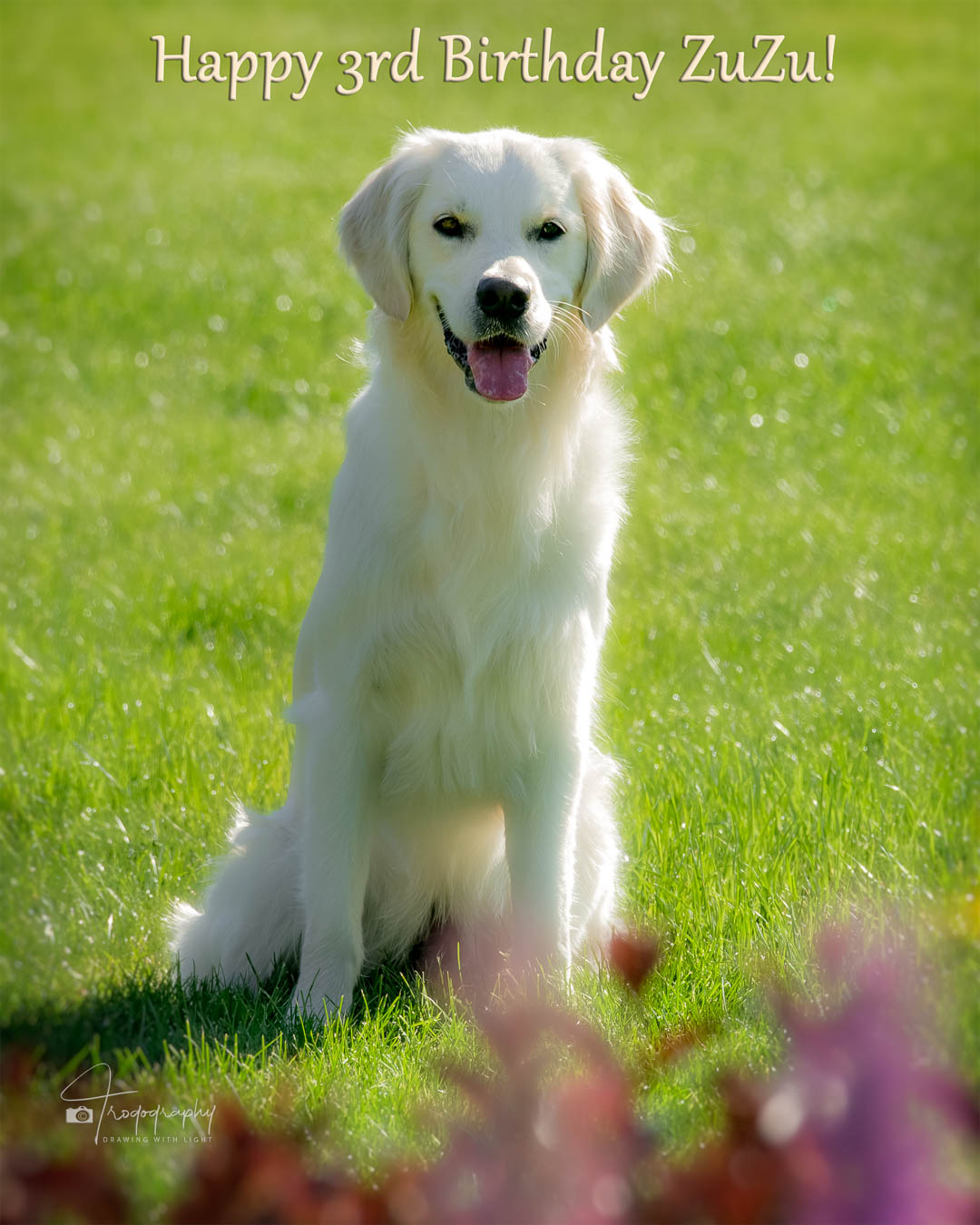 A Trog's Dogs Blog Post