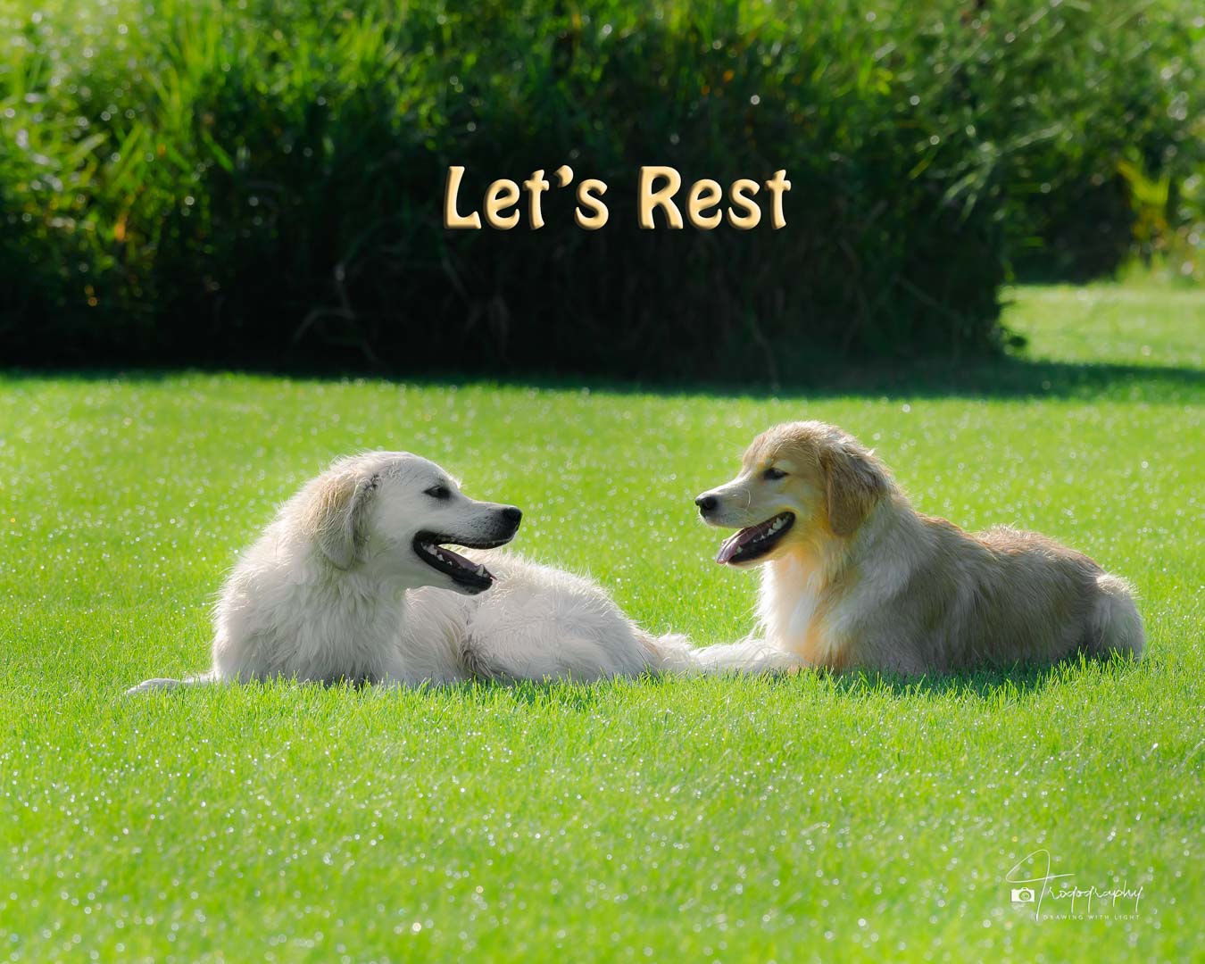 A Trog's Dogs Blog Post