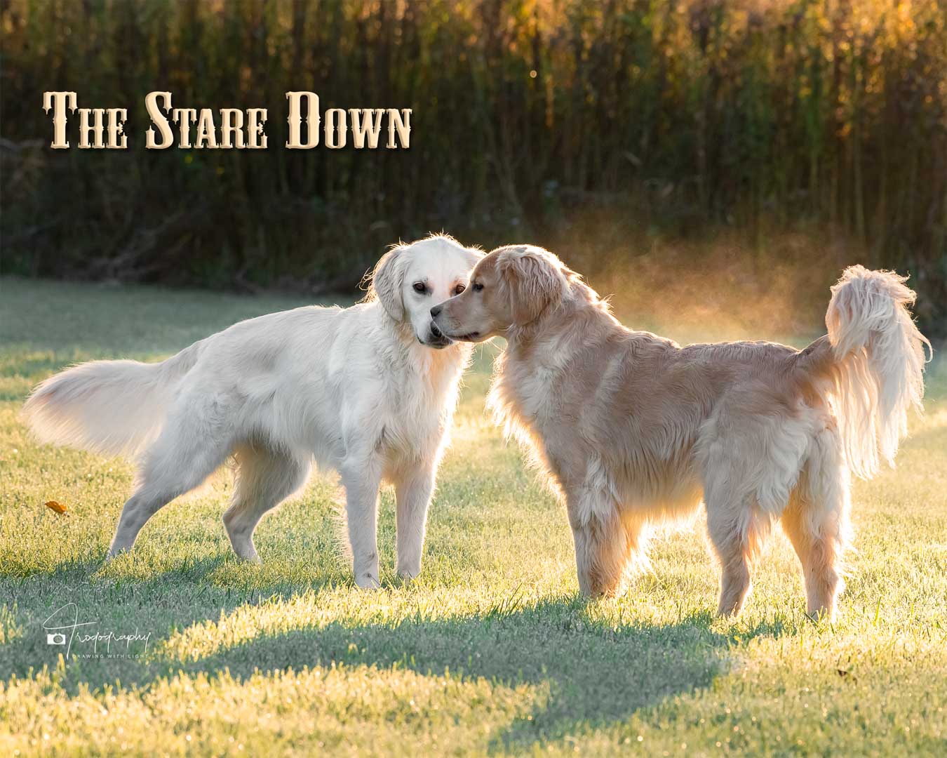 A Trog's Dogs Blog Post