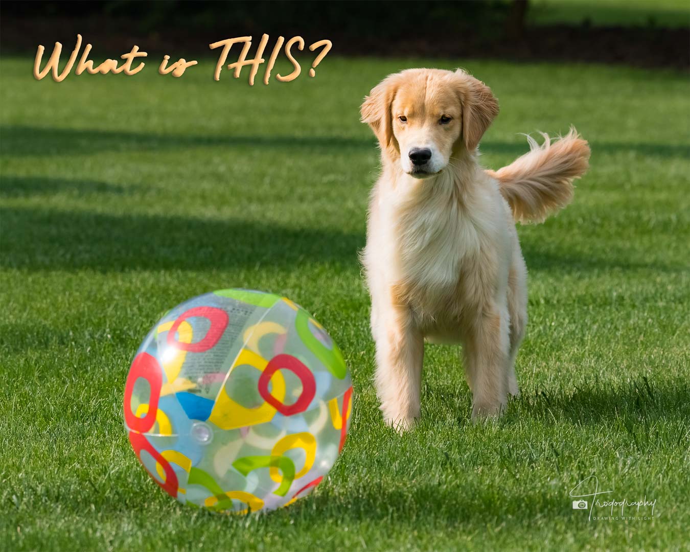 A Trog's Dogs Blog Post