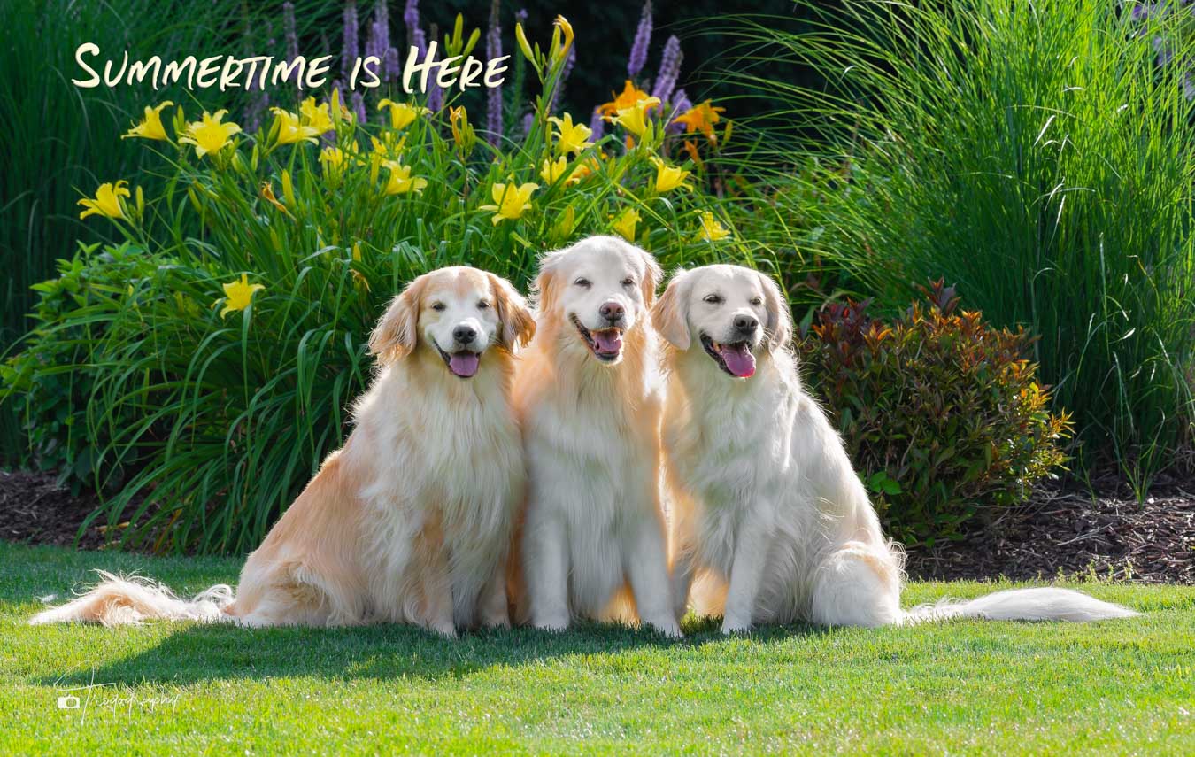 A Trog's Dogs Blog Post
