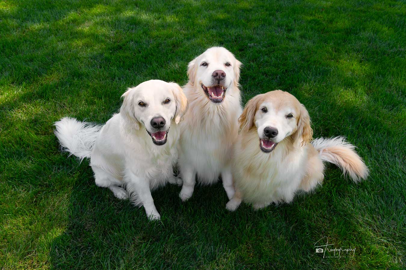 Portrait of 3 Golden Retrievers smiling