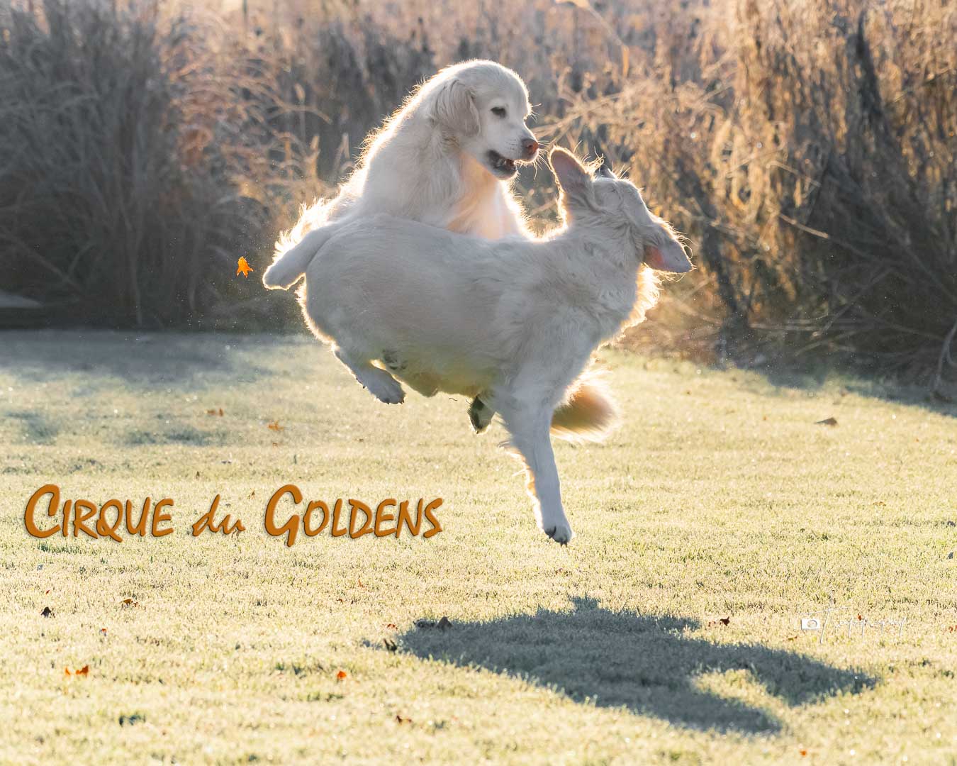 A Trog's Dogs Blog Post