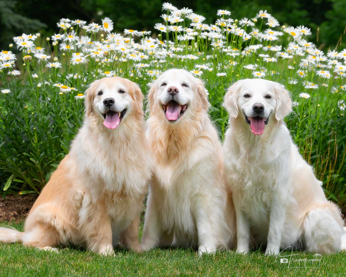 A Trog's Dogs Blog Post