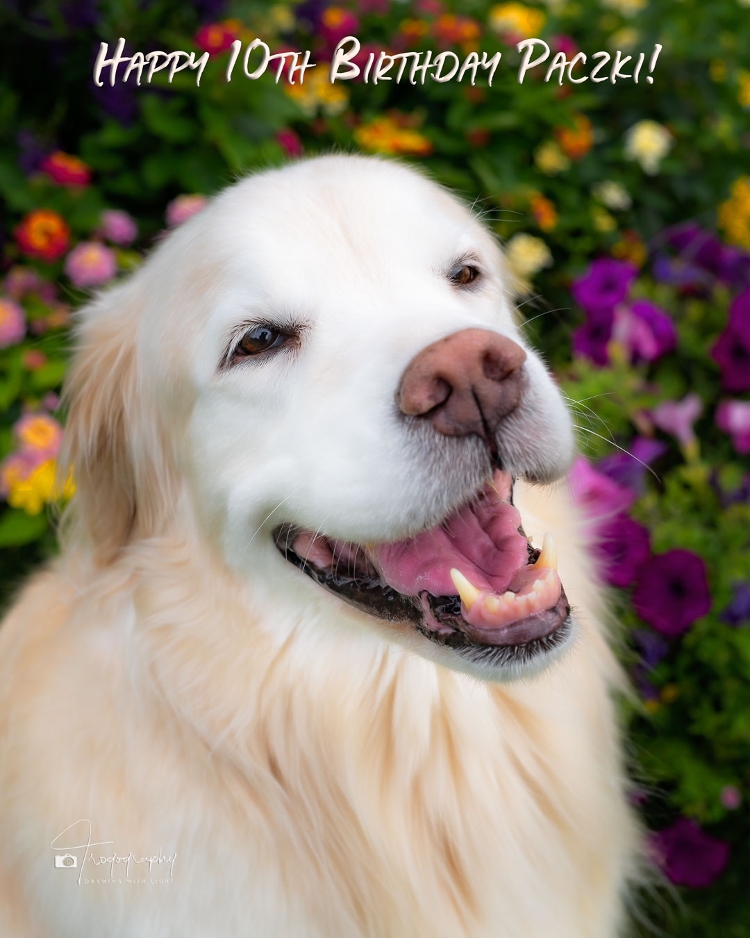 A Trog's Dogs Blog Post