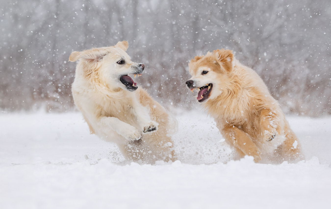 A Trog's Dogs Blog Post