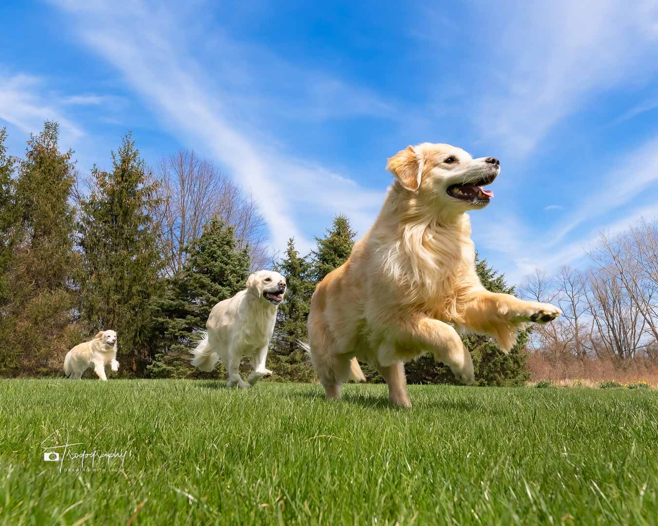 A Trog's Dogs Blog Post