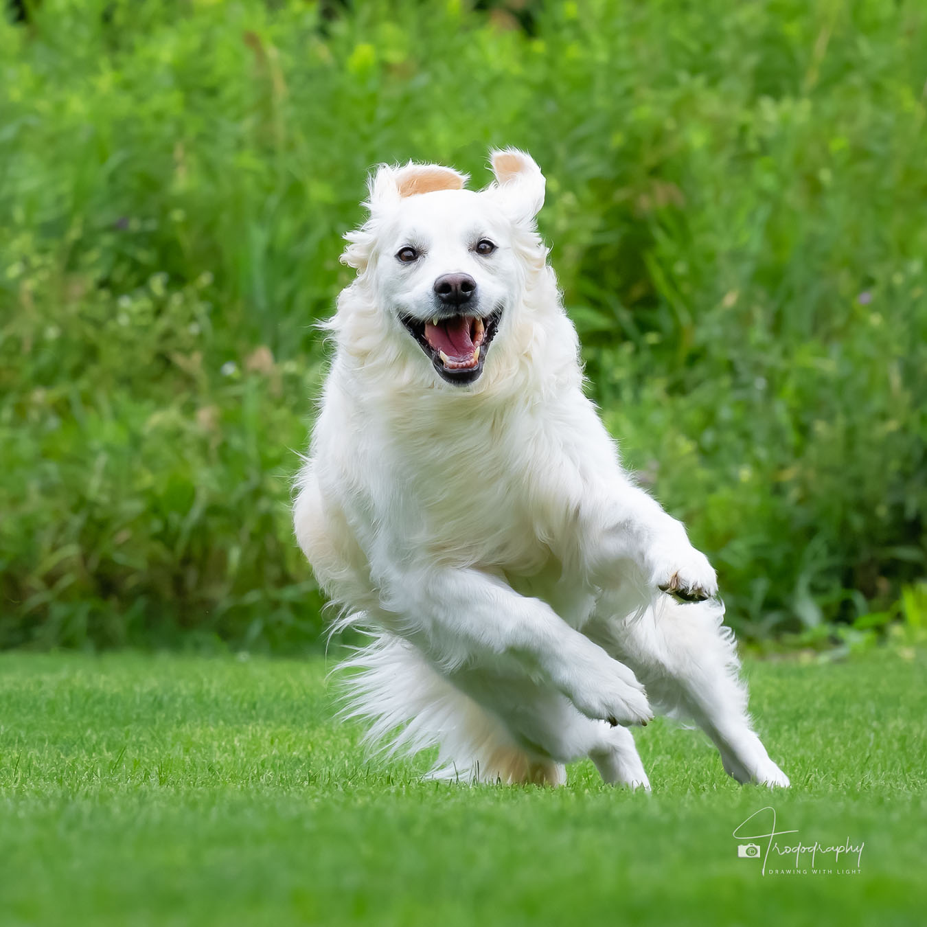 A Trog's Dogs Blog Post
