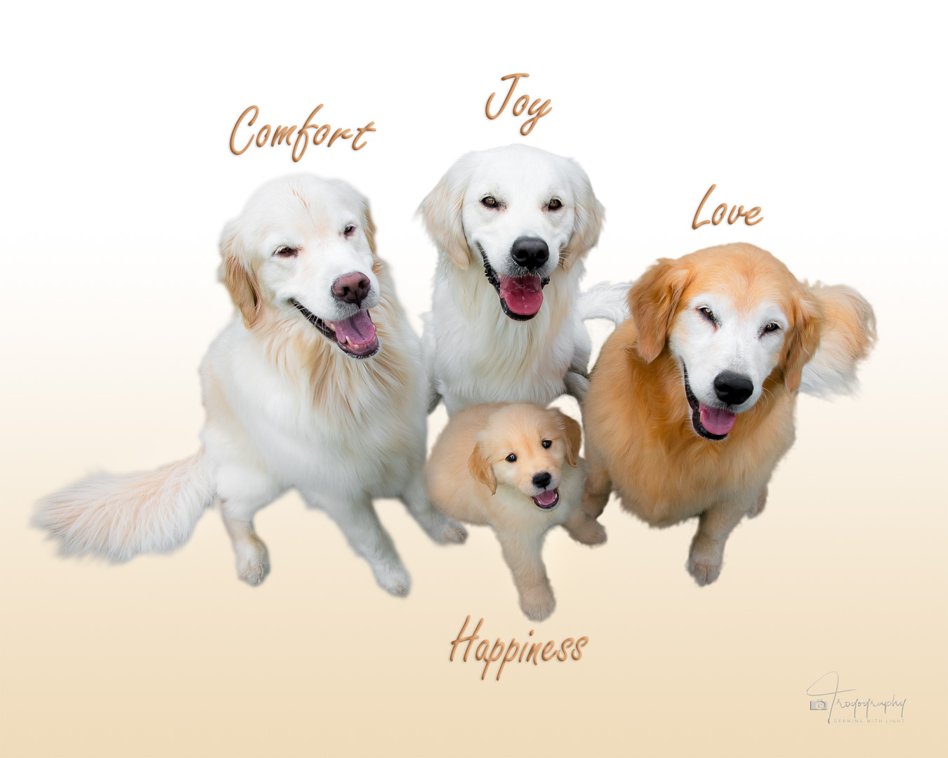 A Trog's Dogs Blog Post
