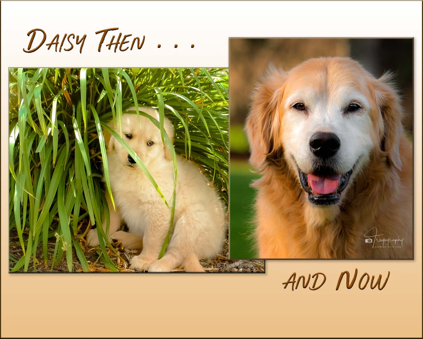 A Trog's Dogs Blog Post