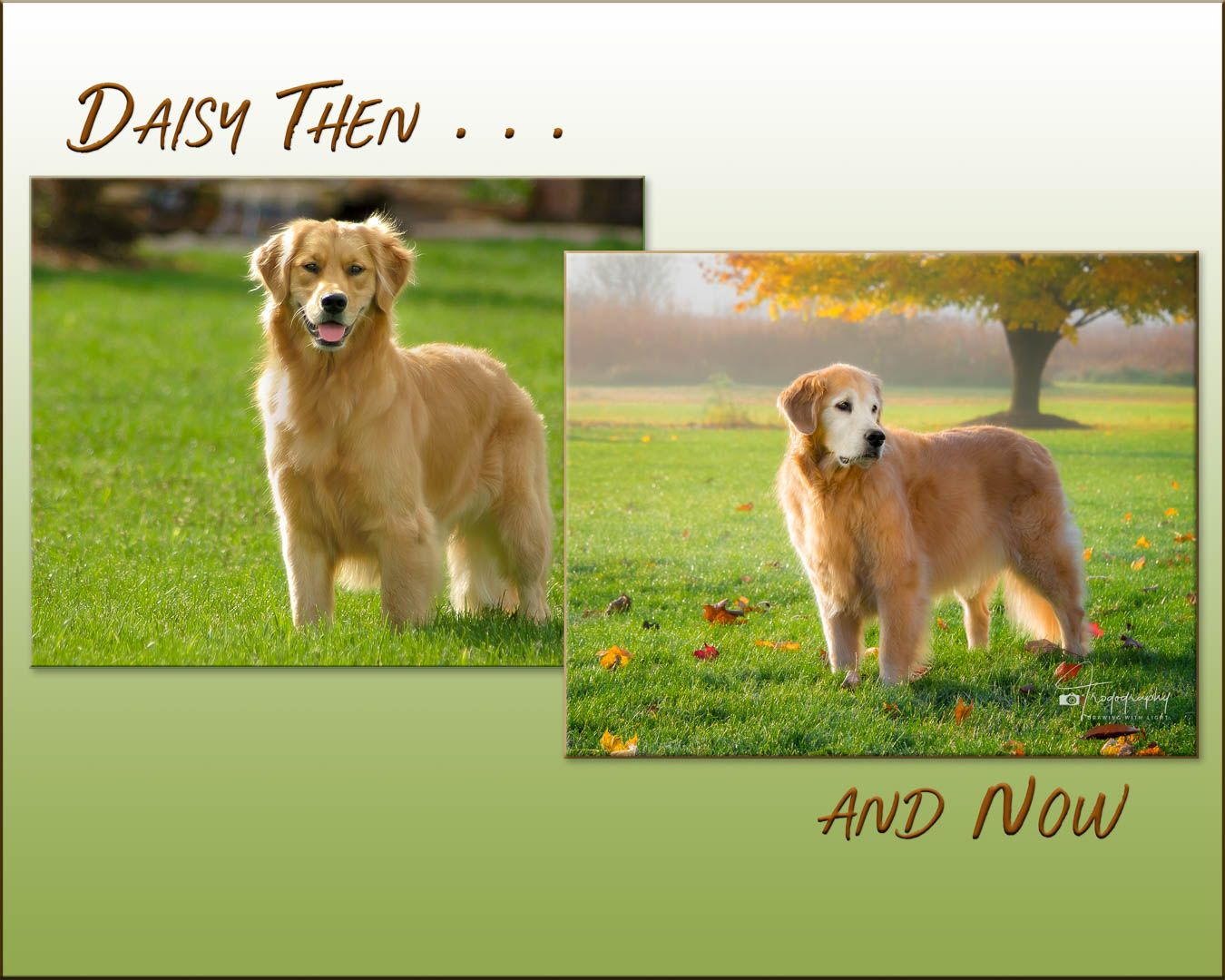 A Trog's Dogs Blog Post