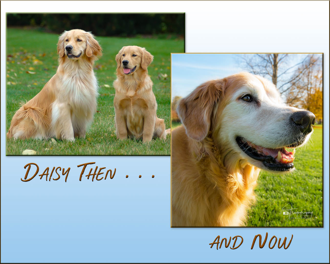 A Trog's Dogs Blog Post