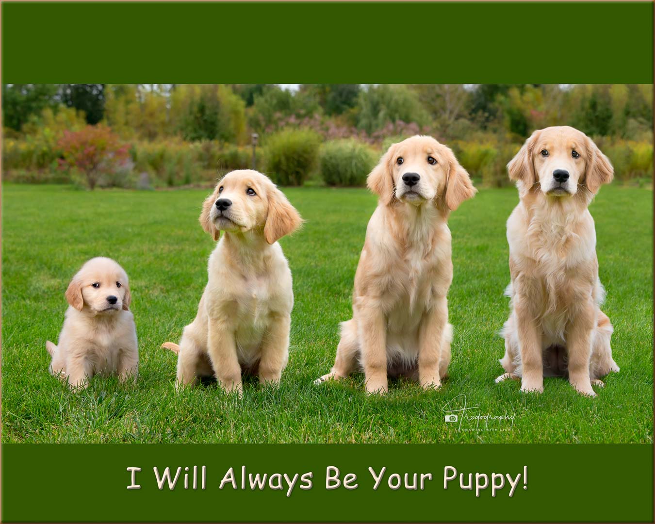 A Trog's Dogs Blog Post
