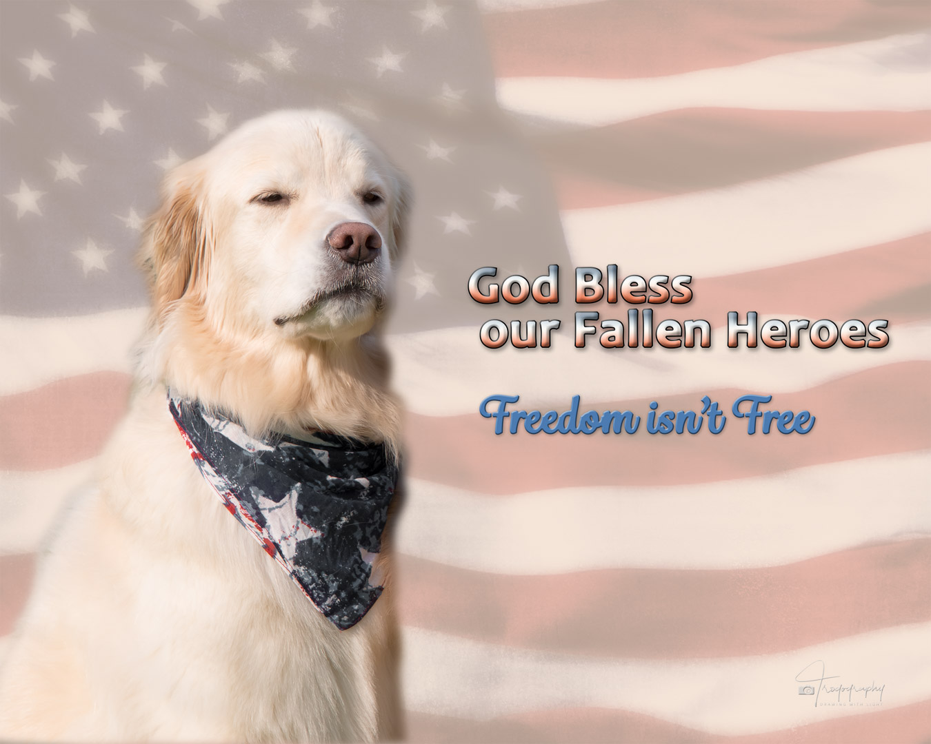 A Trog's Dogs Blog Post