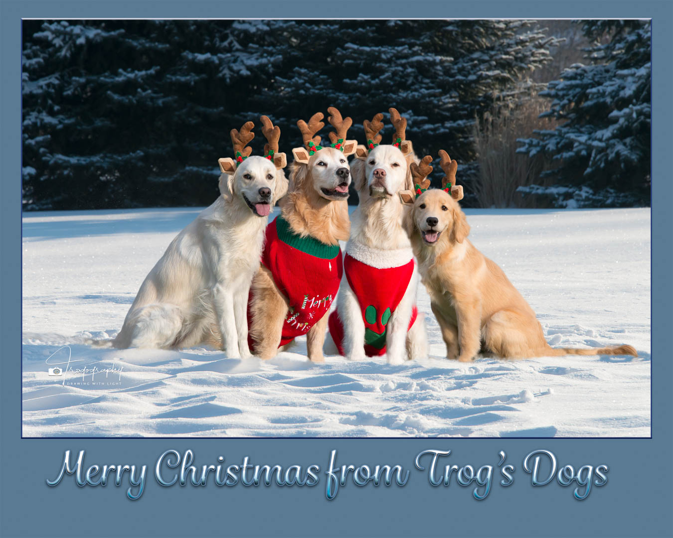 A Trog's Dogs Blog Post