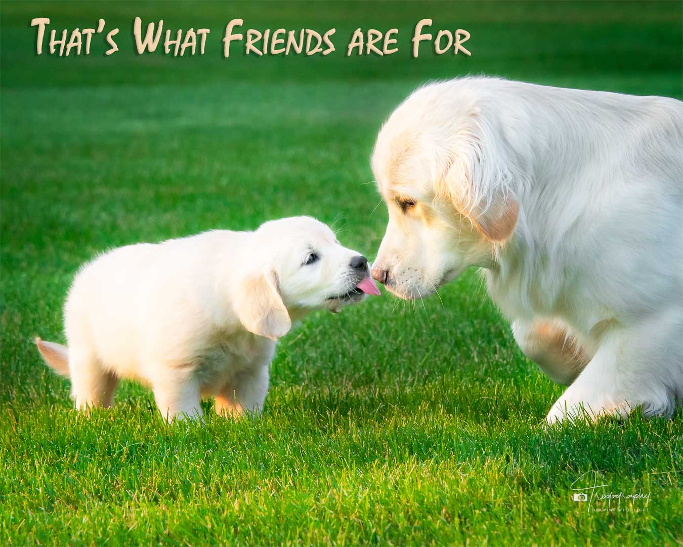 A Trog's Dogs Blog Post