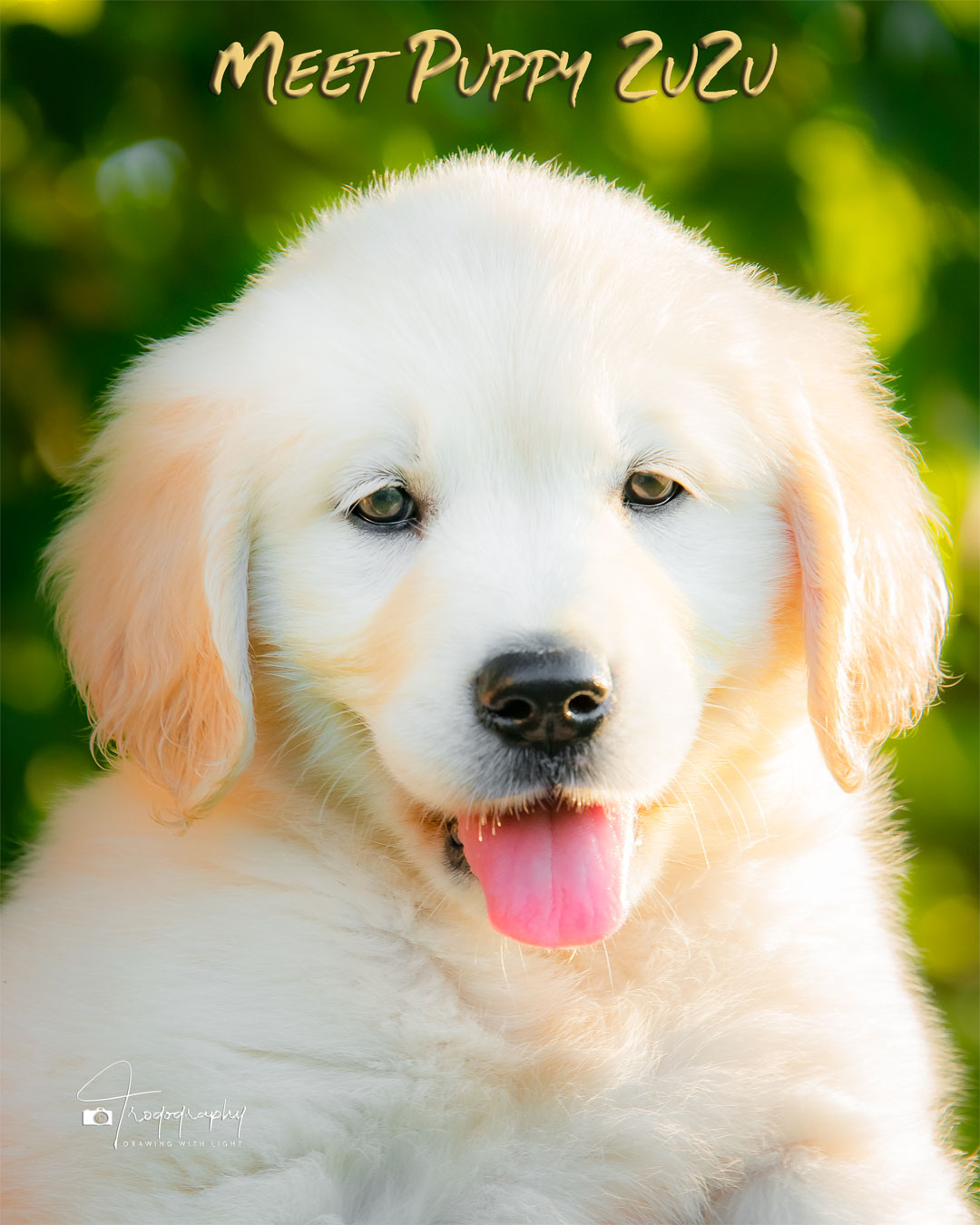 A Trog's Dogs Blog Post