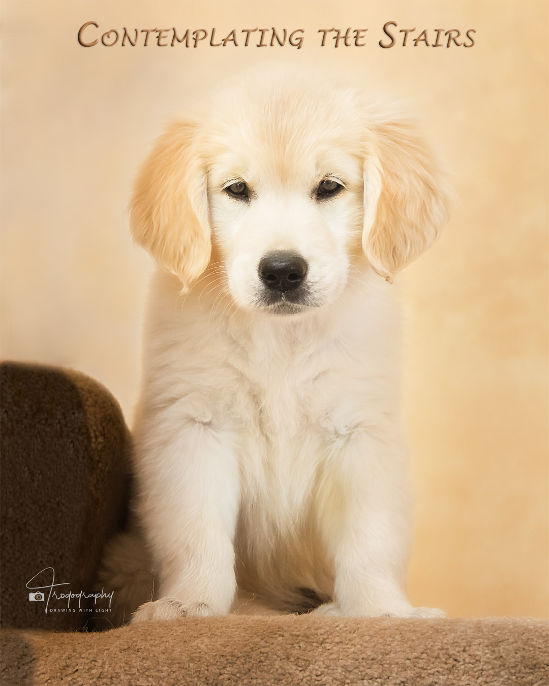 A Trog's Dogs Blog Post