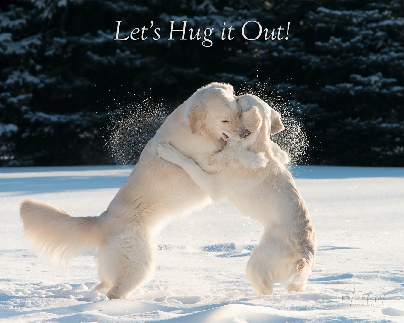 A Trog's Dogs Blog Post