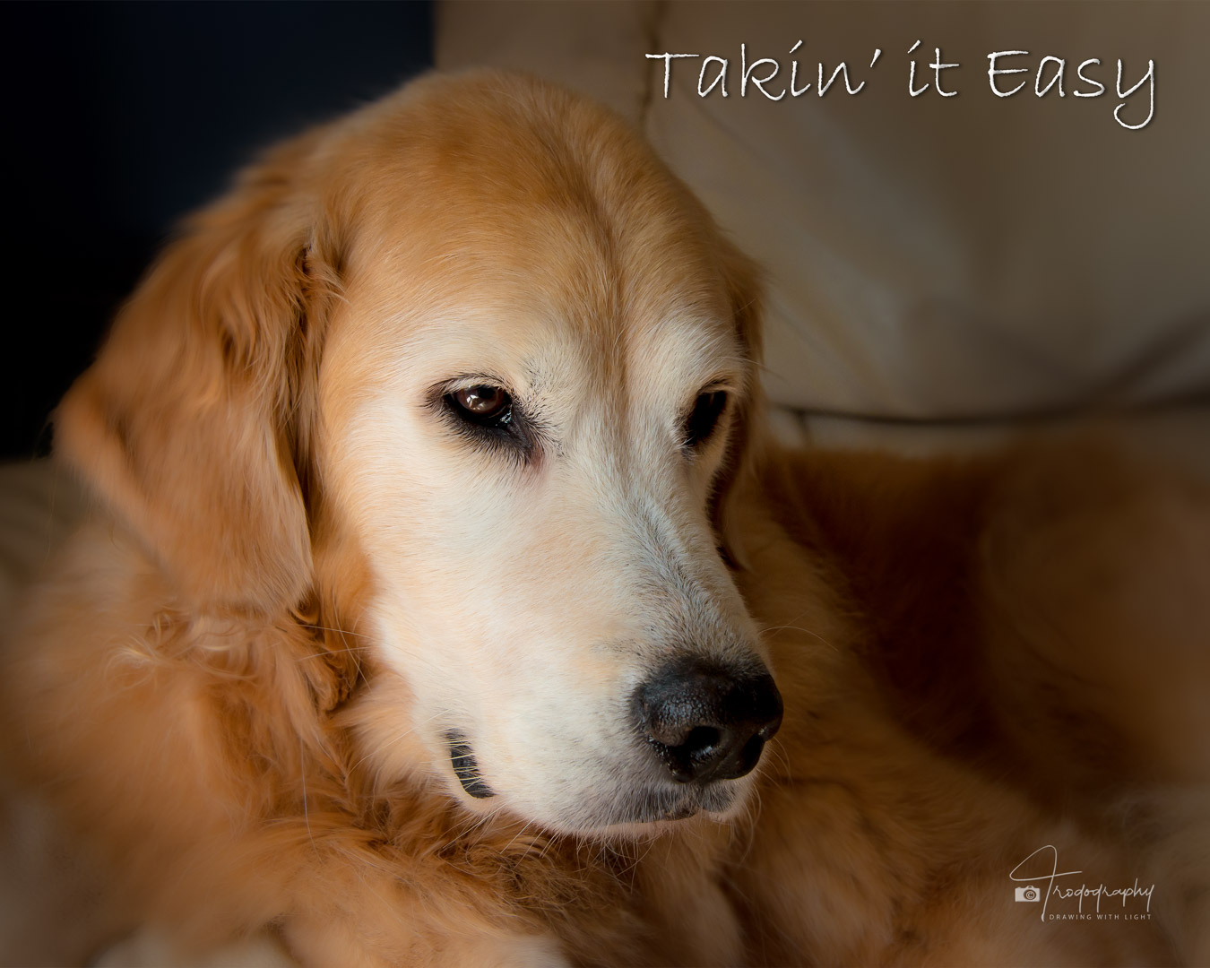 A Trog's Dogs Blog Post