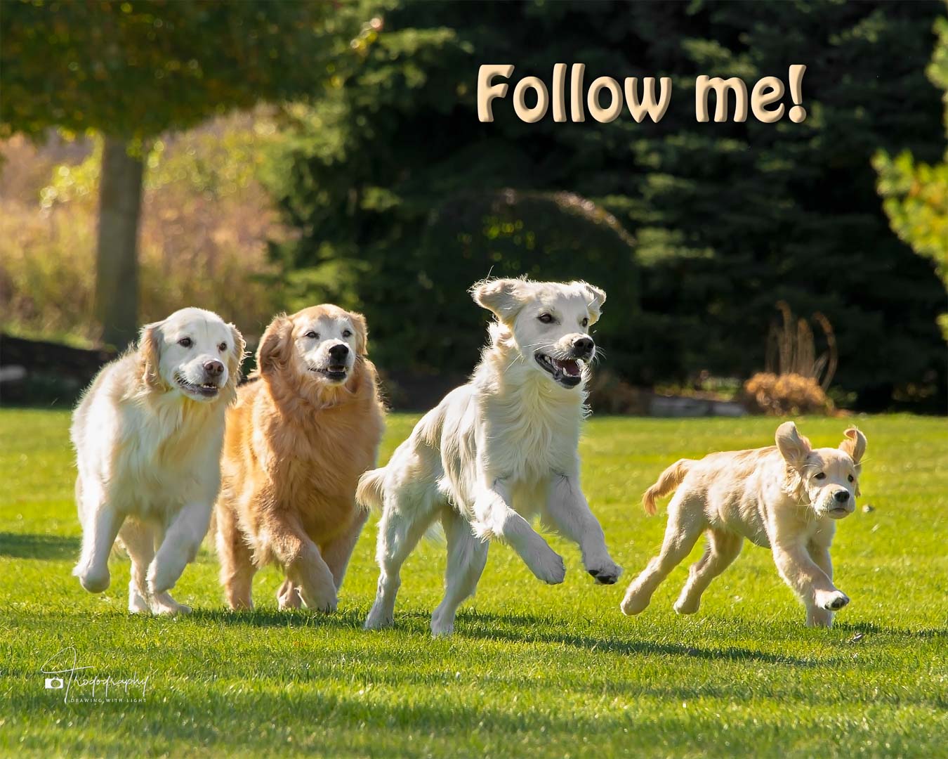 A Trog's Dogs Blog Post