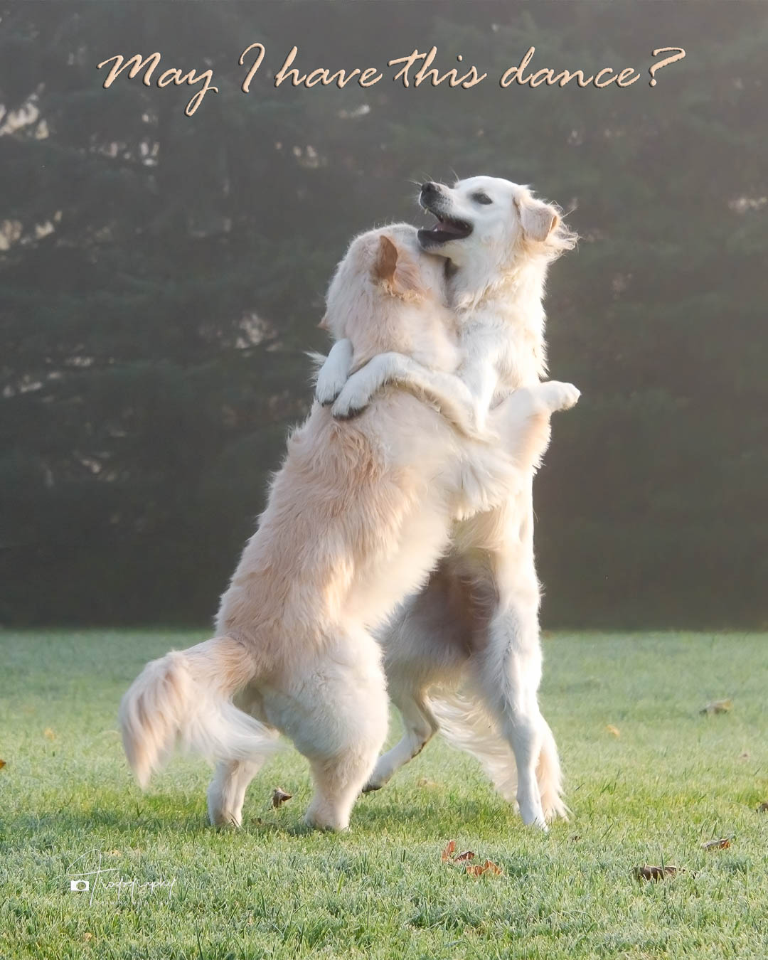 A Trog's Dogs Blog Post