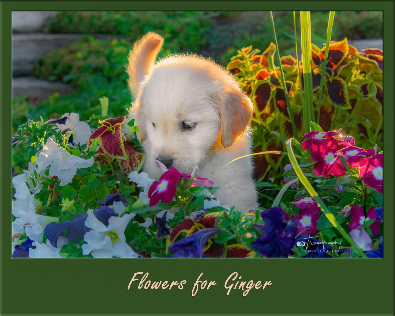 A Trog's Dogs Blog Post