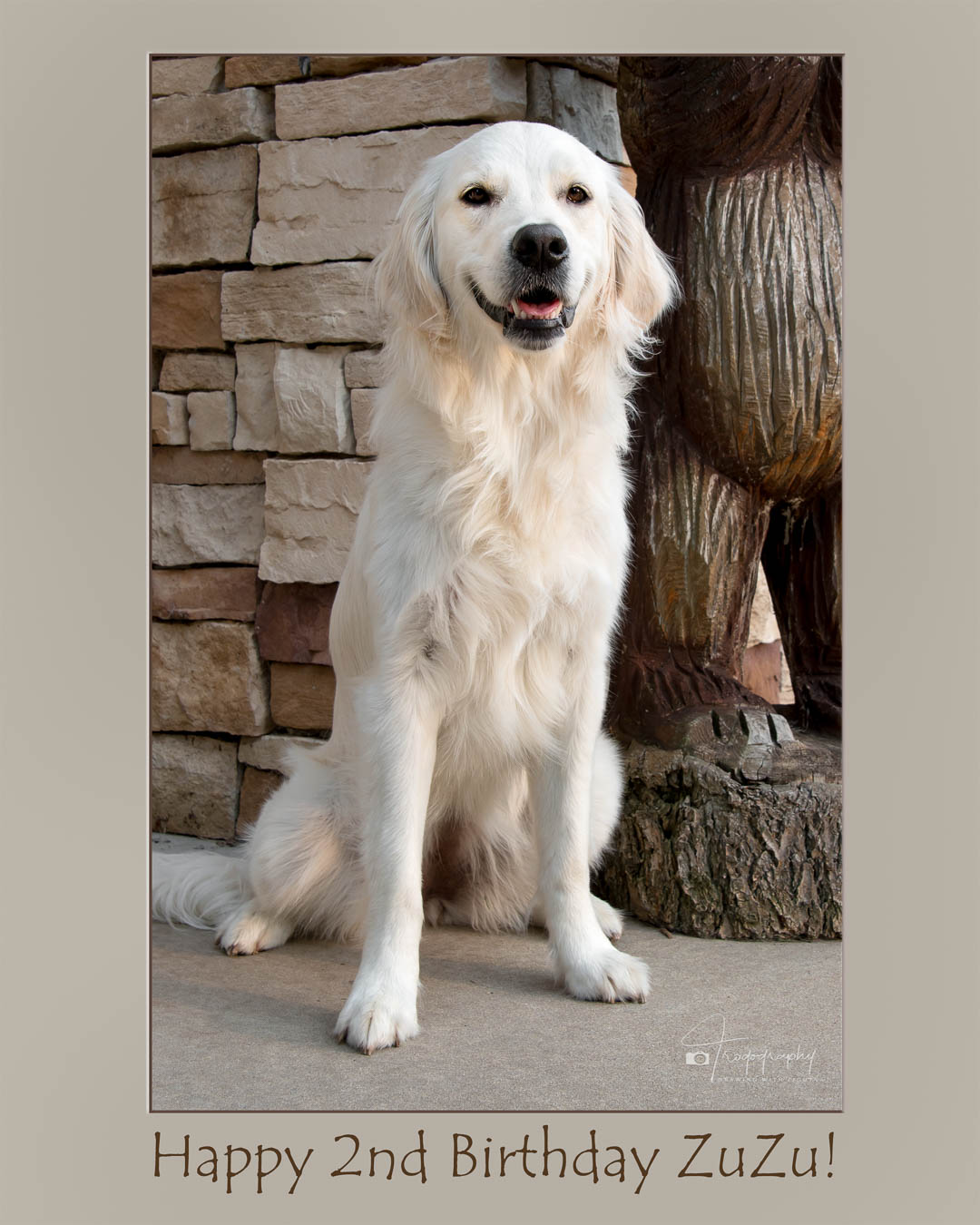 A Trog's Dogs Blog Post
