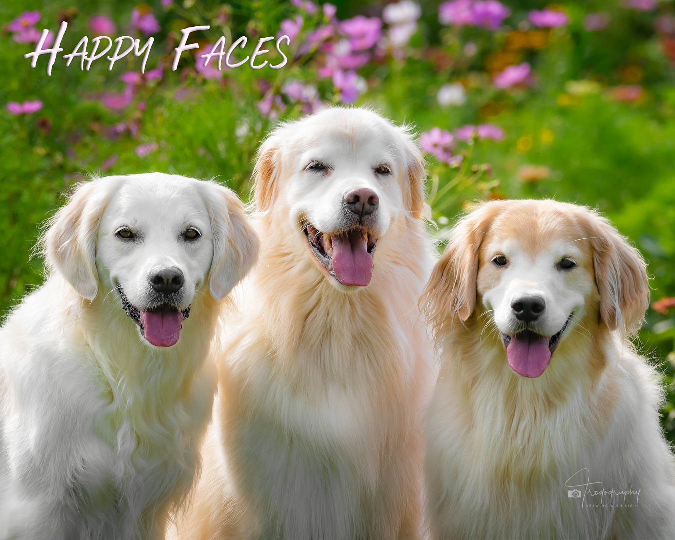 A Trog's Dogs Blog Post