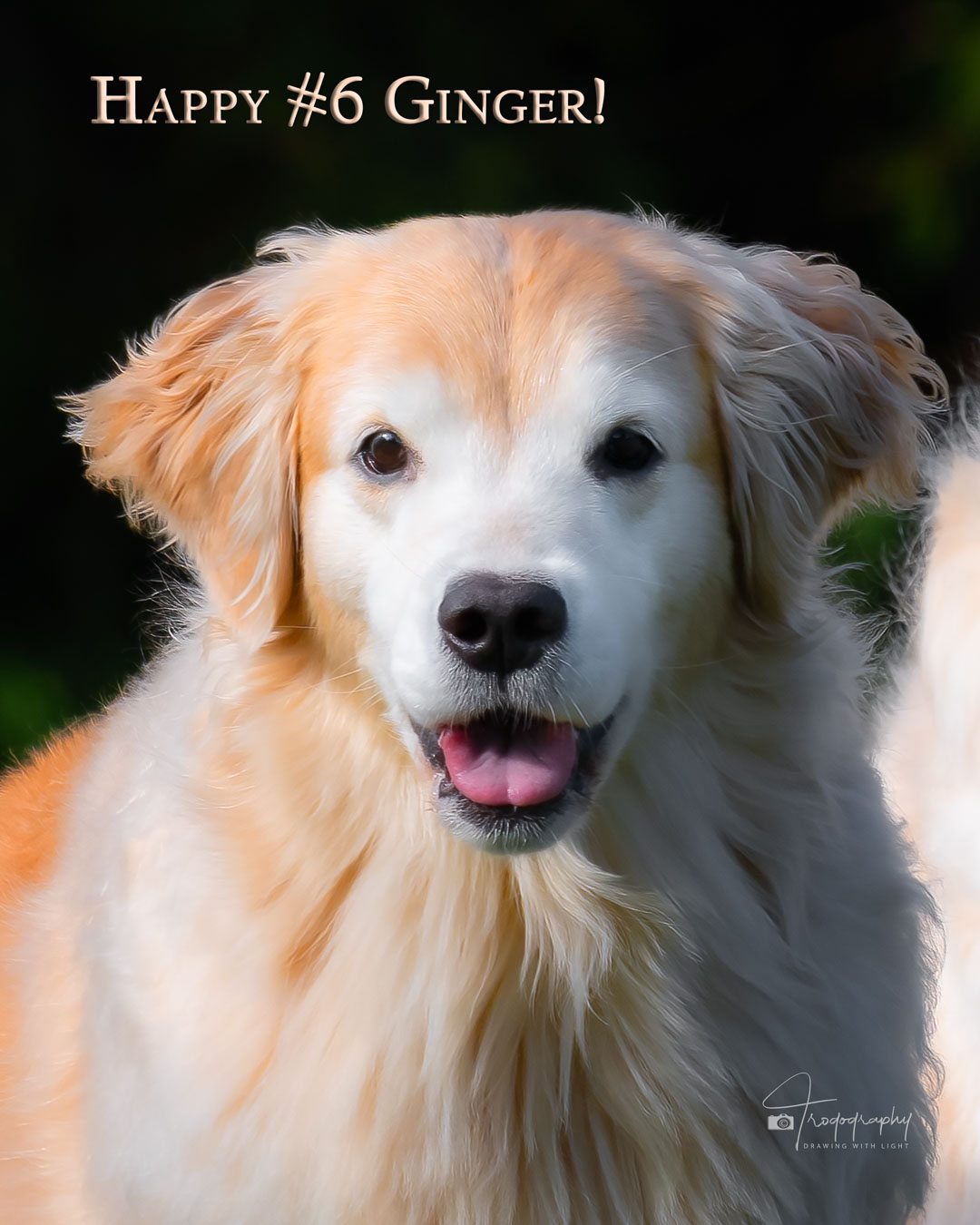 A Trog's Dogs Blog Post