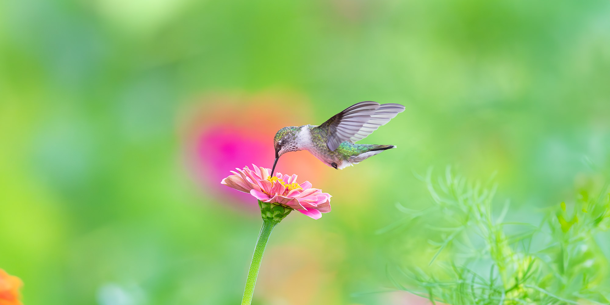 Image for Trogography Slider